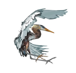 héron oiseau peinture etude documentaire